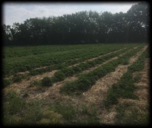 Virginia Troyer's Strawberry Patch