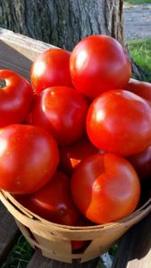 Mary's garden tomatoes 2017